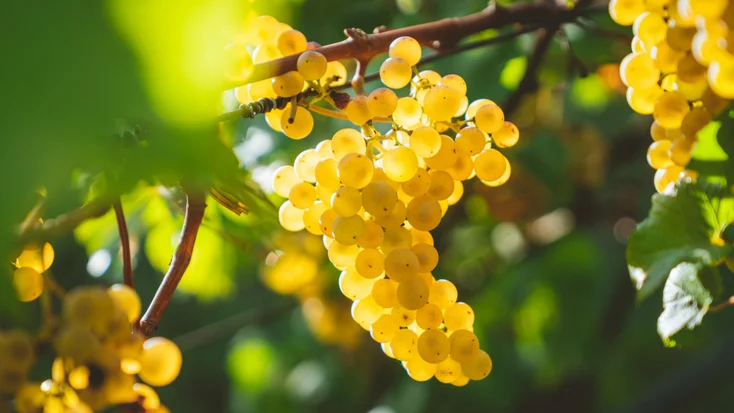 chardonnay