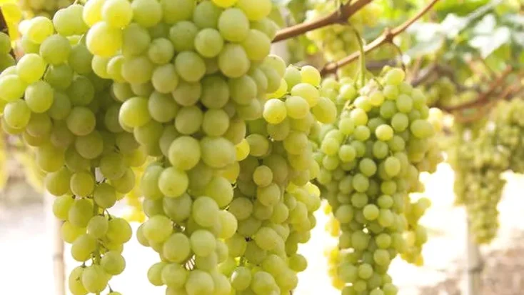 malvasia