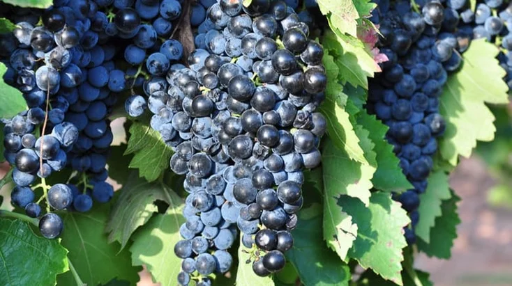montepulciano