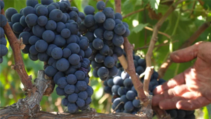 negroamaro