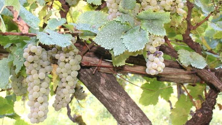 pecorino