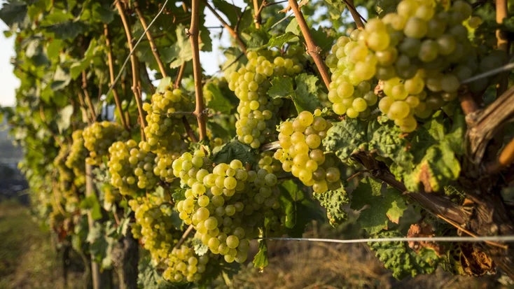 riesling