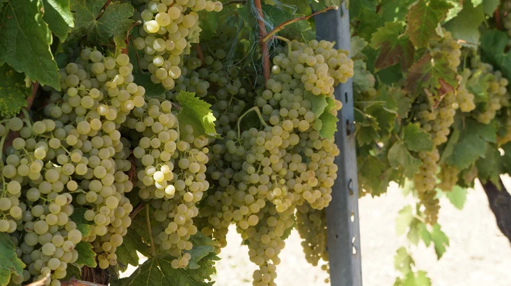 trebbiano