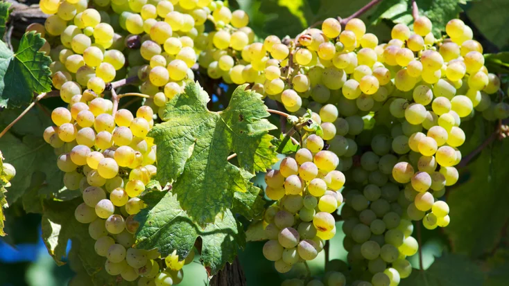 vermentino