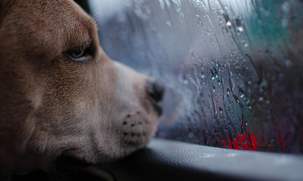 对不起，我的鼻子闻不到被淋湿的狗