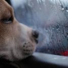 对不起，我的鼻子闻不到被淋湿的狗