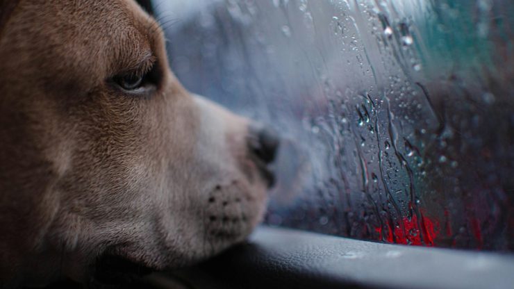 对不起，我的鼻子闻不到被淋湿的狗