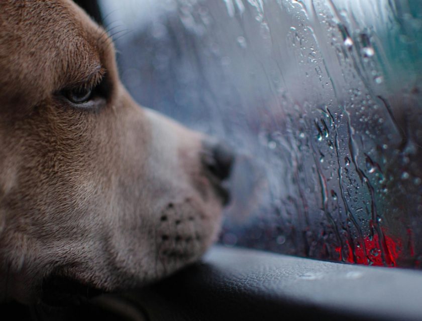 对不起,我的鼻子闻不到被淋湿的狗